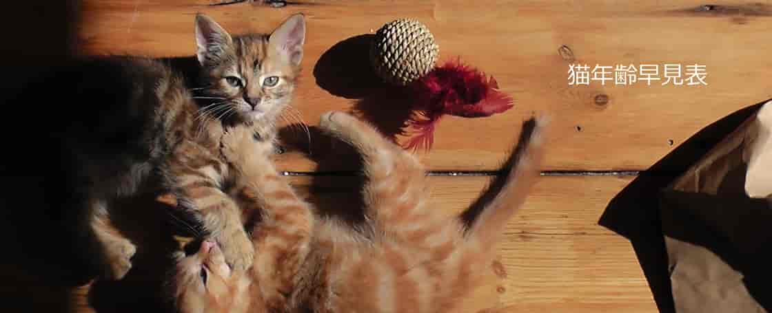 猫の年齢を人間の歳に換算すると 猫の年齢を人間の歳に換算すると